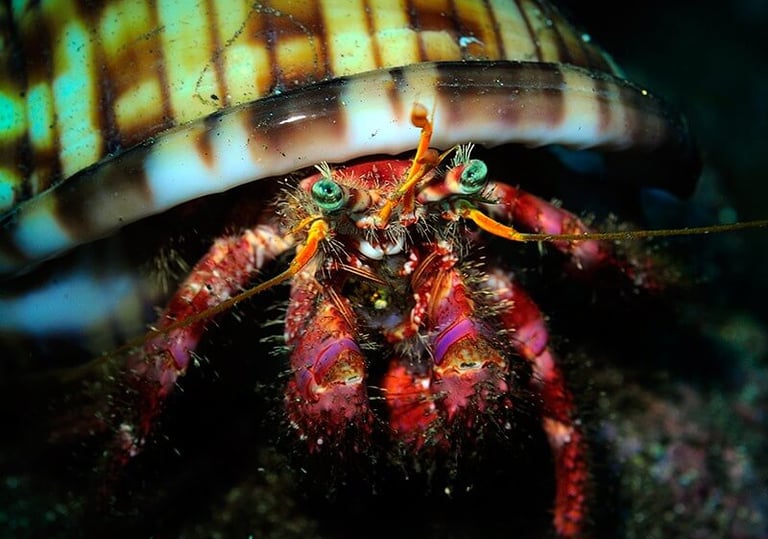 Hermit crab at Clube Naval Dive site