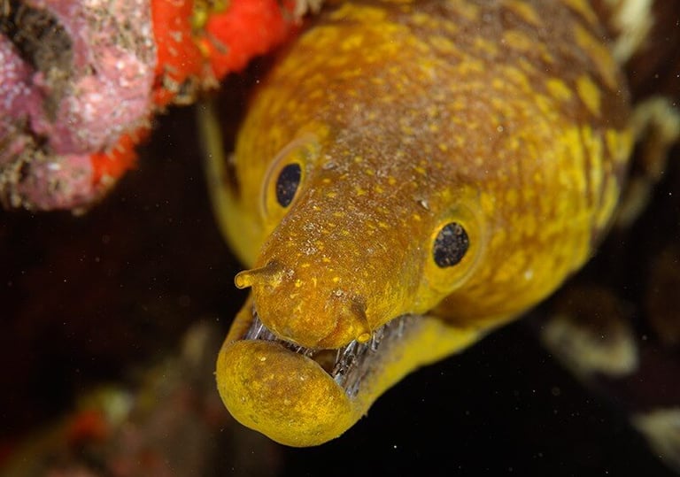 Mooray-eal in Garajau Nat Park Dive Reserve