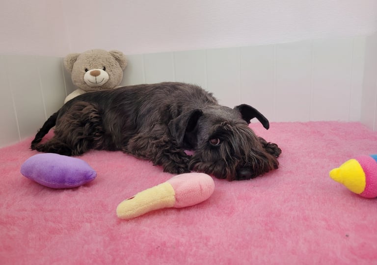 Future maman Schnauzer nain noir