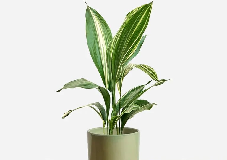 aspidistra