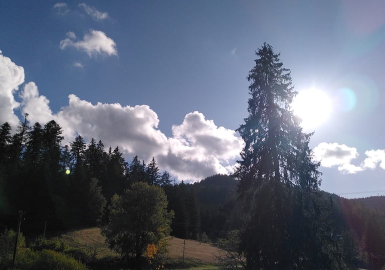 ein Baum in der Mitte eines Feldes