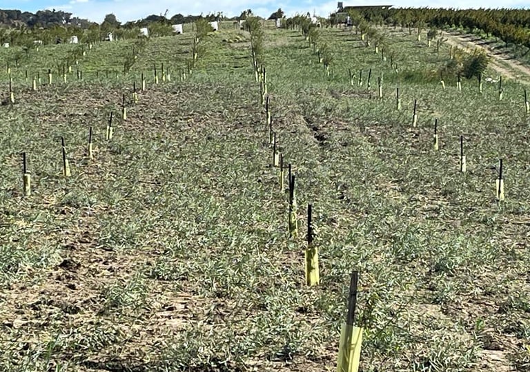 Bademlerimiz yeni dikildiğinde