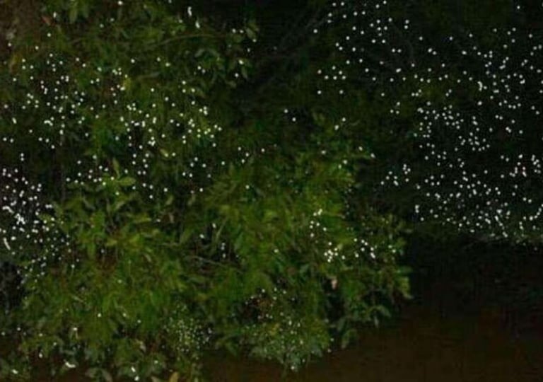 Firefly watching Puerto Princesa Palawan