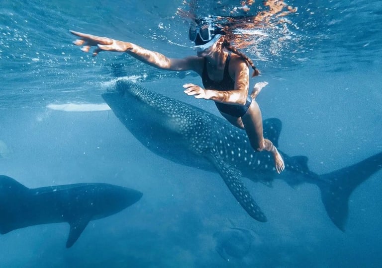 swimming with the whale shark Puerto Princesa Palawan