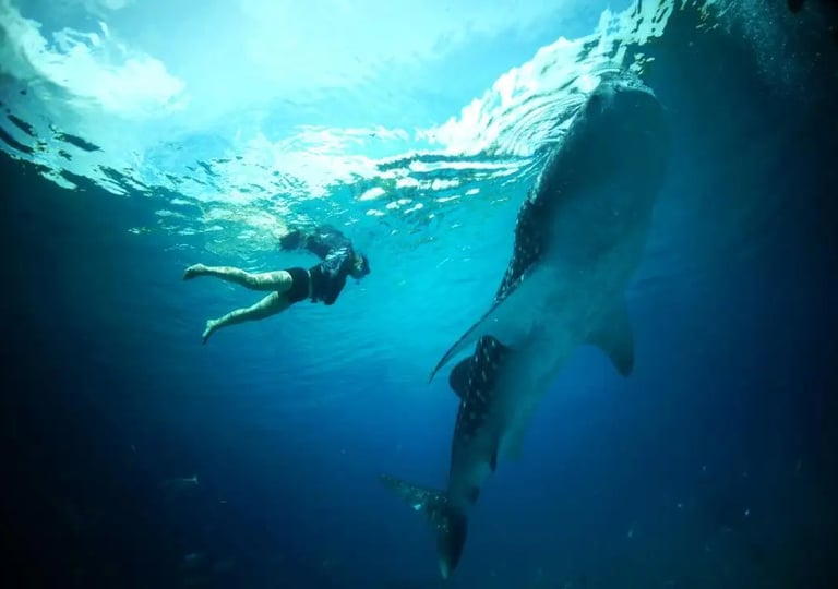 swimming with the whale shark Puerto Princesa Palawan