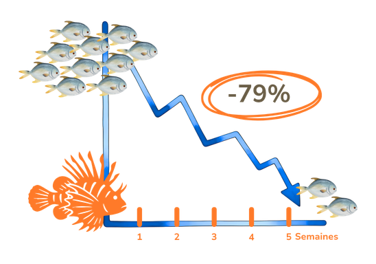 Un seul Poisson-Lion peut réduire la nombre de juvéniles jusqu'à 79 % en moins de 5 semaines