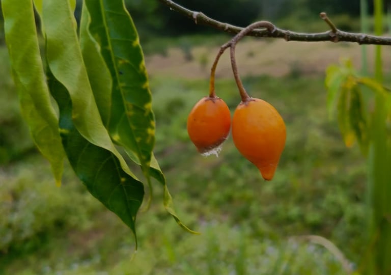 Plante Iboga cultivée à MIKOUMOU VILLAGE. Ici on a ses fruits de couleur jaune