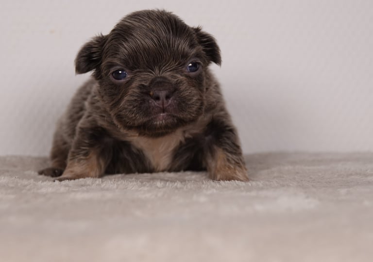 A cute French Bulldog puppy sitting on a soft white blanket.