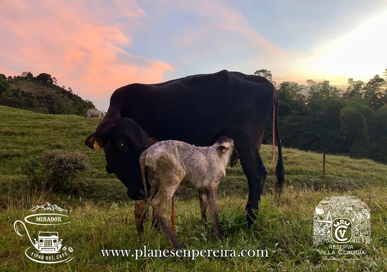 fincas con animales para niños en pereira