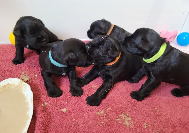 Bébés Schnauzer nain noir