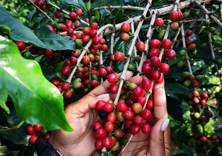 a person holding a bunch of coffee beans