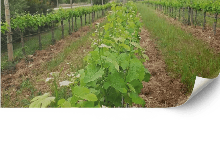 Design and maintenance of landscaped vineyards in Mallorca