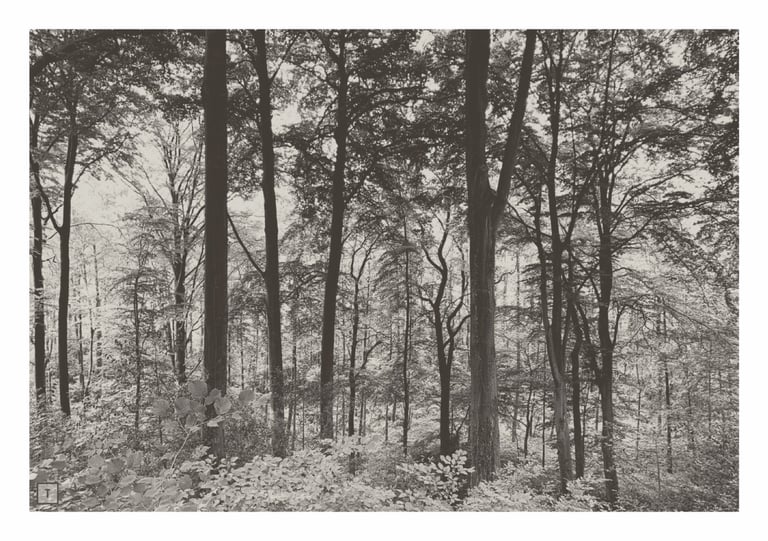 Ikonografischer Wald bei Tag in warmer Farbgebung für Trauerkarten