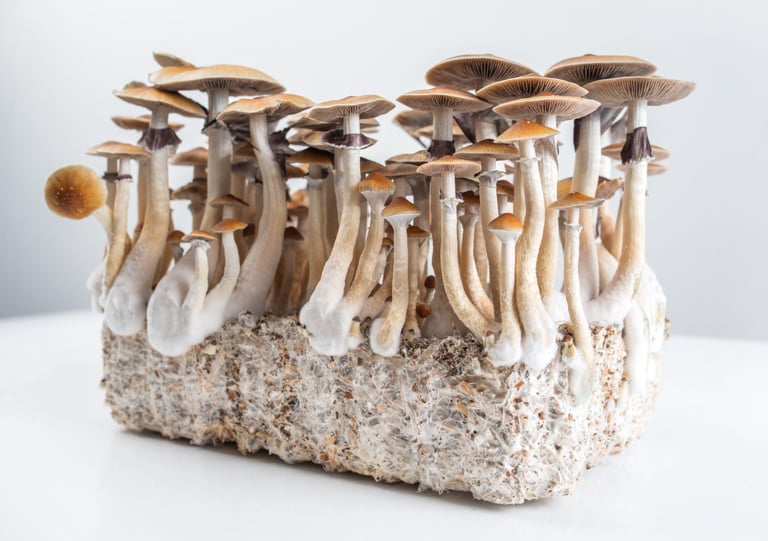 Psilocybe cubensis magic mushrooms growing from a substrate block on a white background.