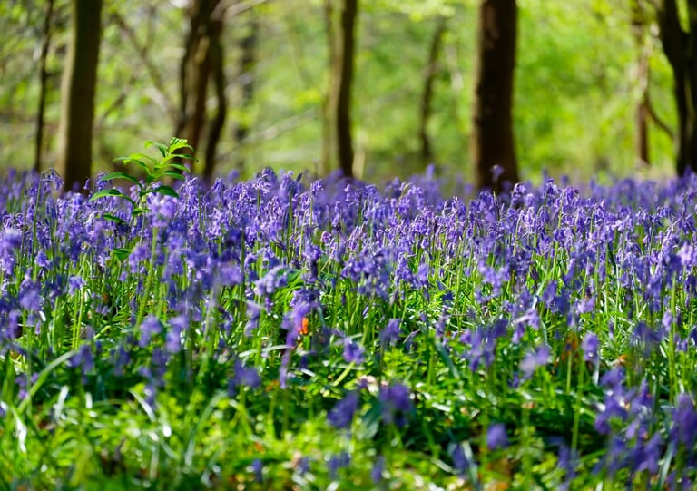 hycacint rechtover bosbAAr