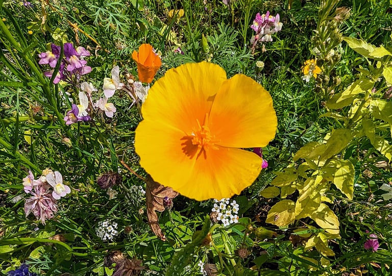 La beauté simple et naturelle du pavot de Californie