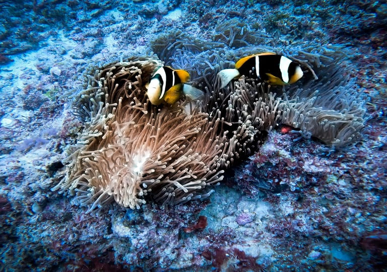Two black and yellow Clark's anemonefish swimming among the tentacles of a sea anemone on a coral reef.