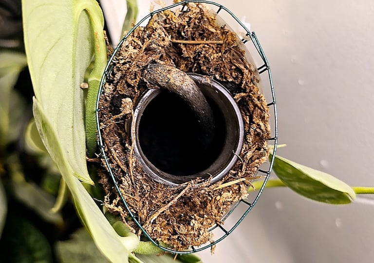 Homemade self watering moss pole