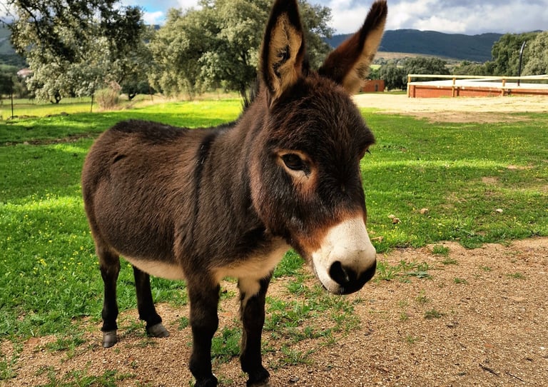 Gros plan d'un âne miniature