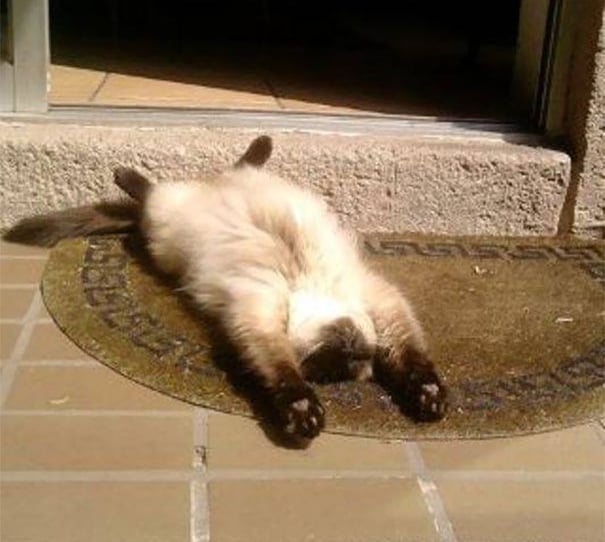 cat laying flat enjoying the sunshine