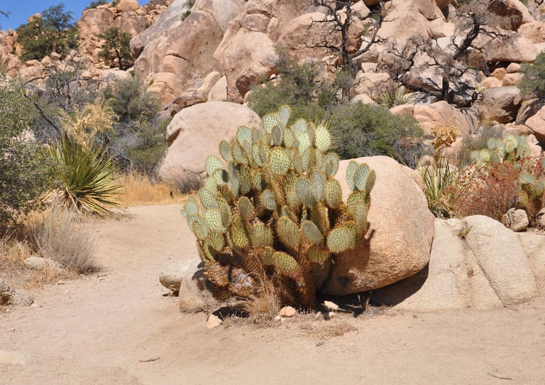 cactus in Joshua Tree National Park