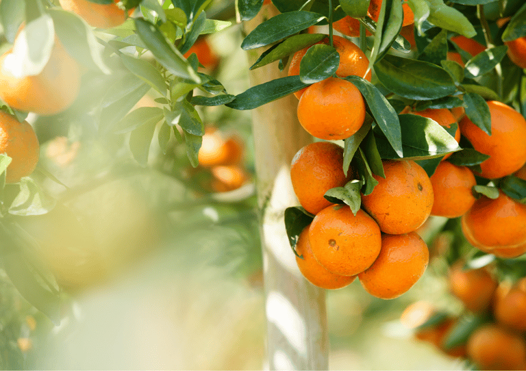 Freshly Squeezed Unpasteurized Juice