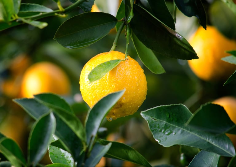 Natural Fruit Solids