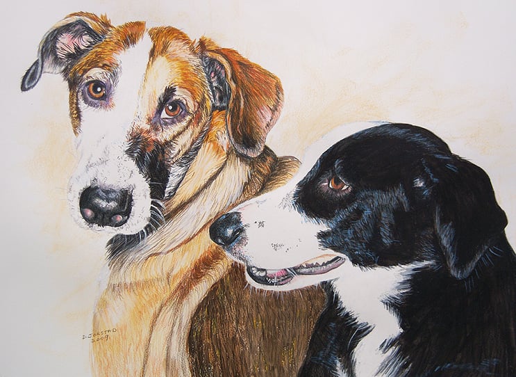 pet dog portrait artist art painting from your custom photograph colored pencil