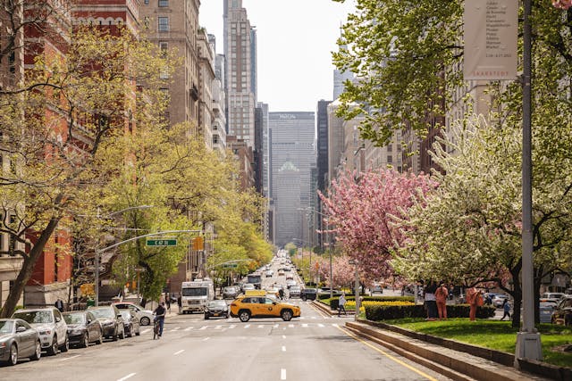 Avenida arborizada com cerejeiras em Nova York