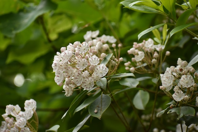 Mountain Laurel Bush, darkgreen leaves and white flowers in a green space