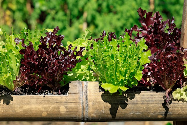 a few leafy lettuce plants that are ready to harvest