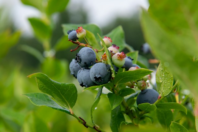 a green Blueberry bush that just got pruned