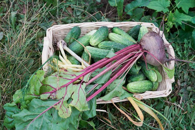 a large harvested Beetroot plant