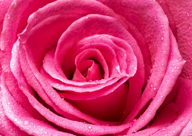Macro image of a pink rose with water droplets on it