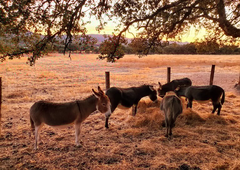 Ânes miniatures regroupés qui mangent du foin