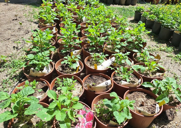 one of the 3 gardening methods: container gardening