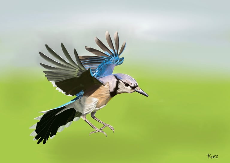 Blue Jay in Flight