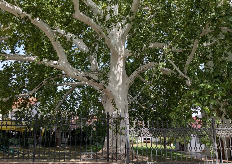 Large white sycamore tree with green leaves behind a black wrought iron fence in a park.