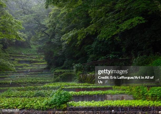 traditional real wasabi terrace