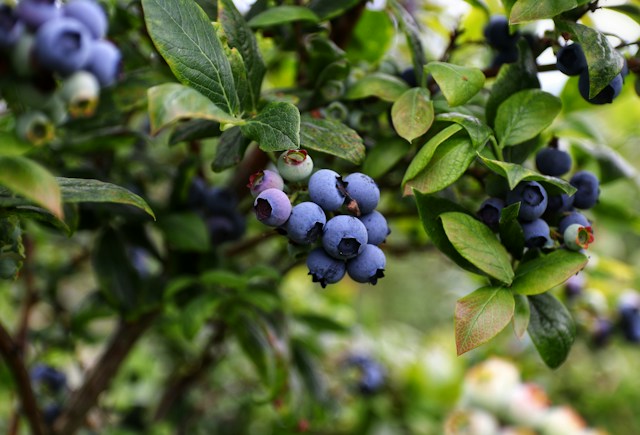 a bush with berries that needs to be trimed