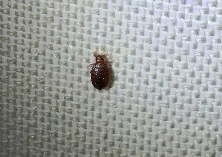 ágyipoloska irtás szakember Budapest