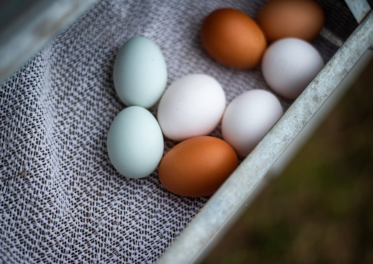 multi coloured organic eggs