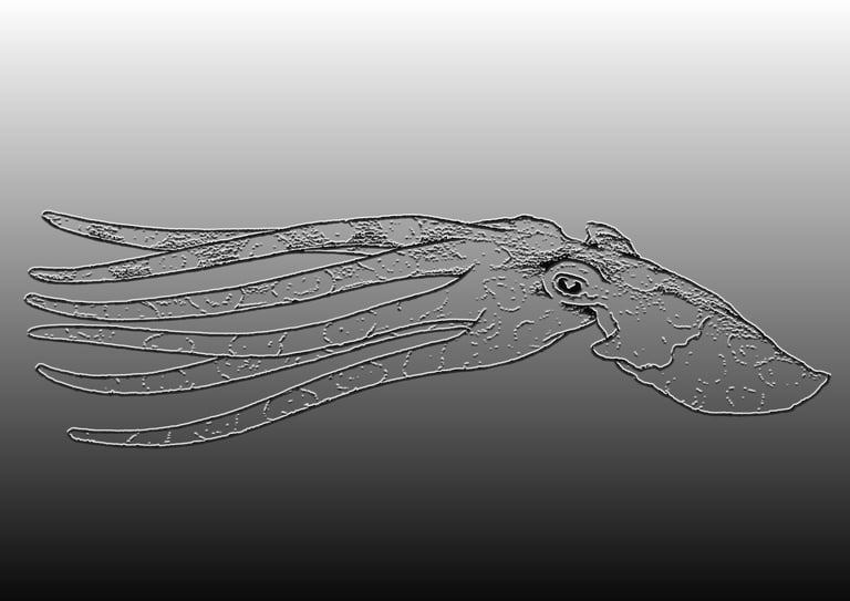 splintered blog 2a, octopus