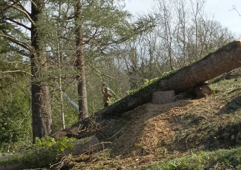 Another cedar down.