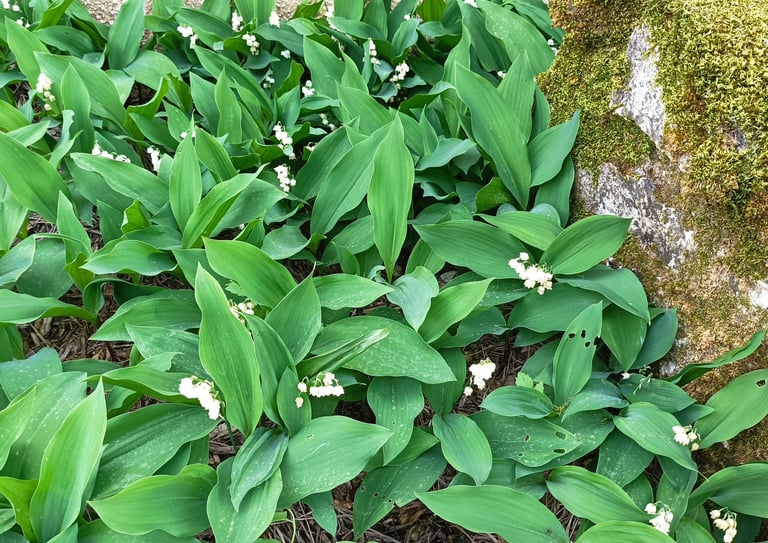 A bed of lily of the valley