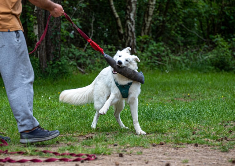 Un chien en préparation TAN et TAT