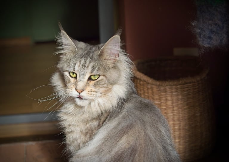 Majestic silver tabby Maine Coon  cat with yellow eyes and tufted ears sitting near a wicker basket.