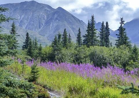Anchorage, AK - The beauty & pristine wildernesses of Denali National Park