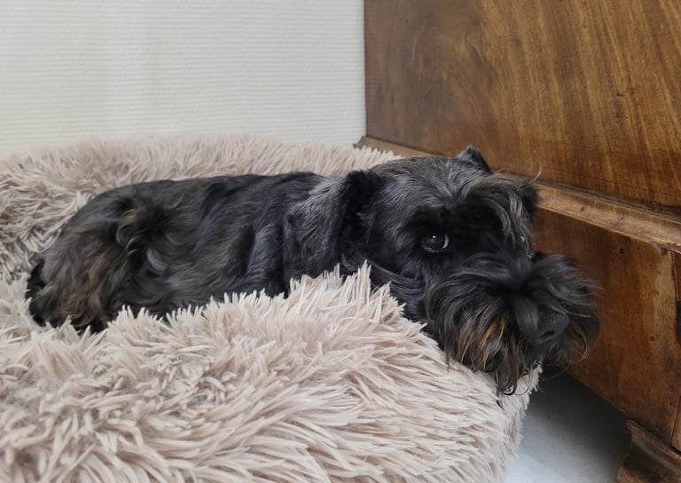 Trudi , élevage des Diamants Noirs d'Also