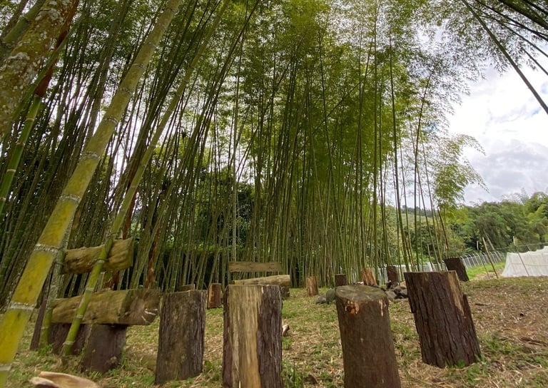 Zona de relajación, hamacas, fogatas.